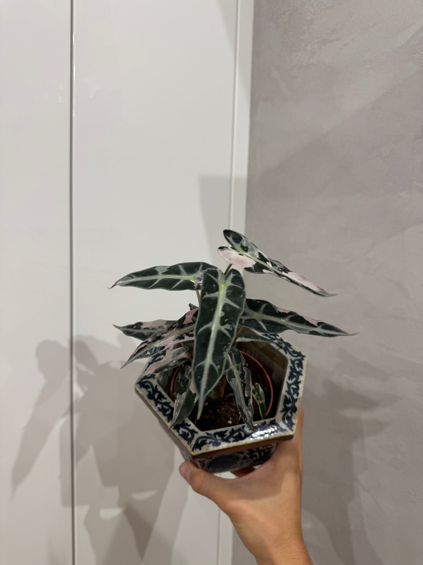 Alocasia bambino var