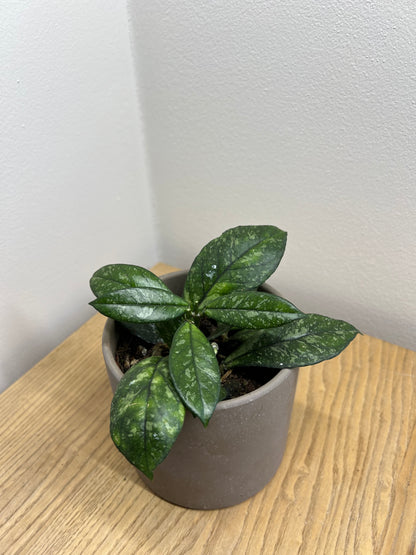 Hoya carnosa Stardust