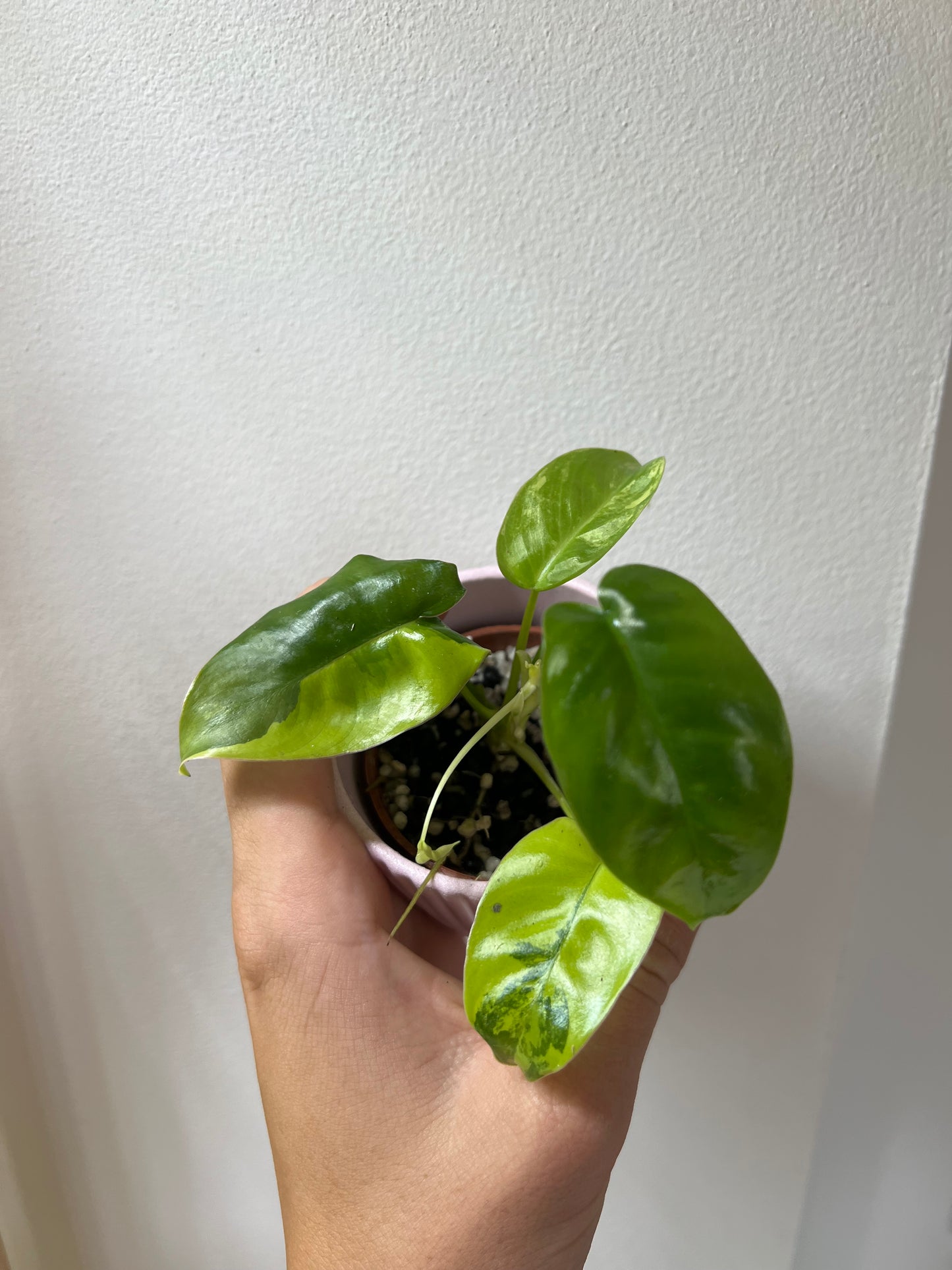 Philodendron burle marx variegated