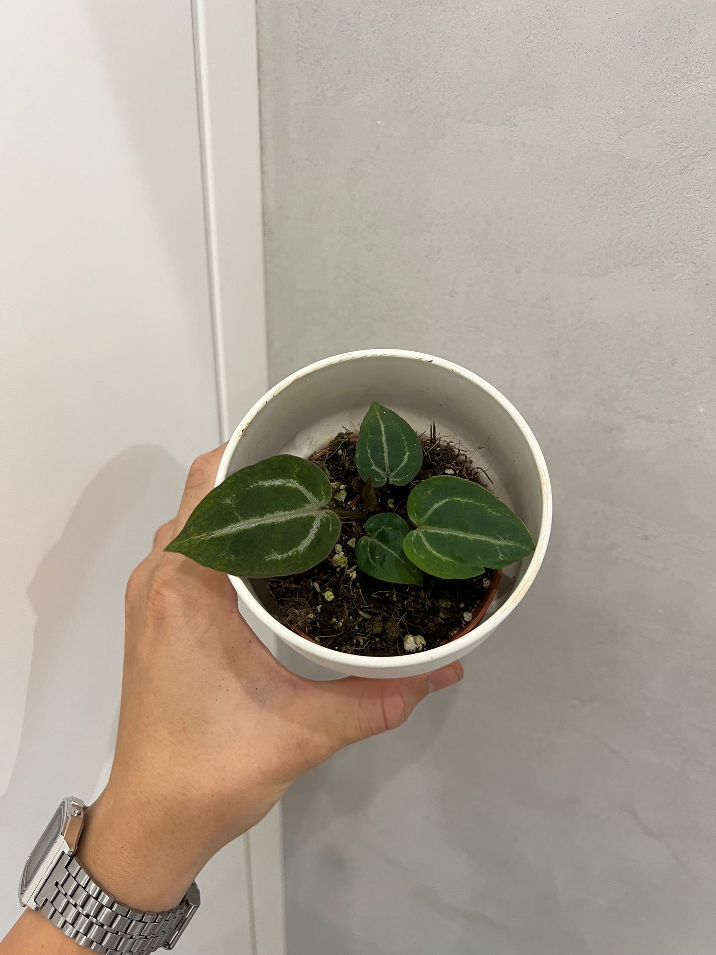 Anthurium Red Crystallinum