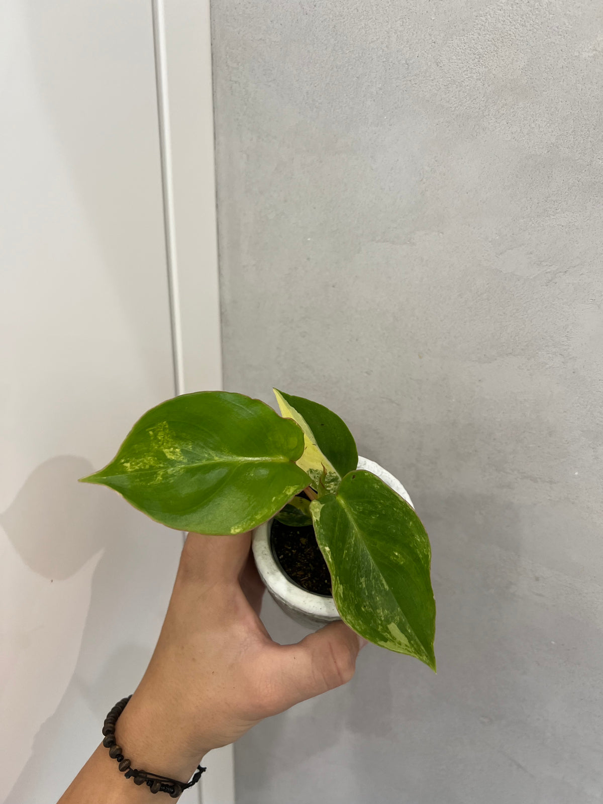 Philodendron burle marx variegated