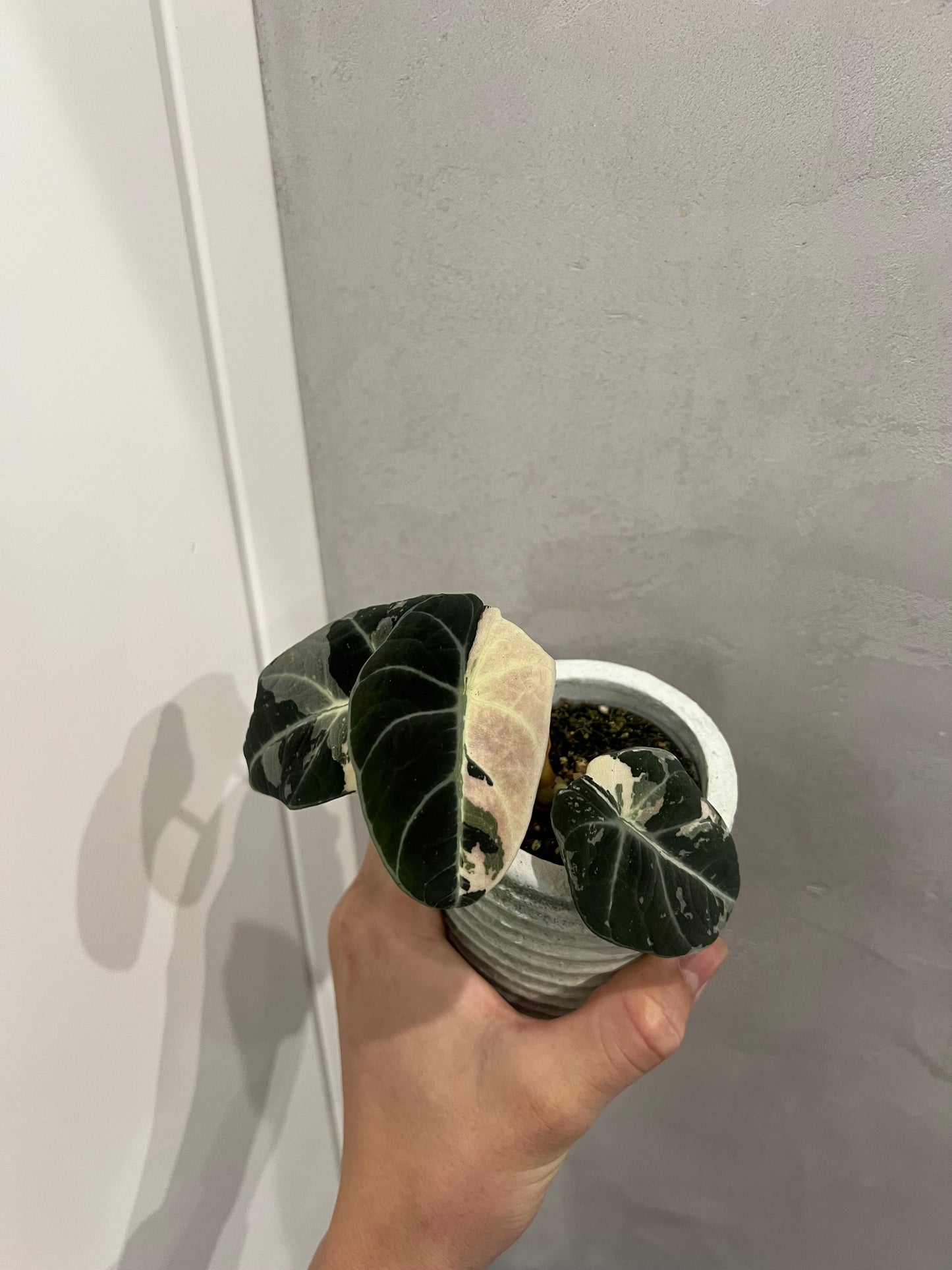 Alocasia black velvet pink variegated