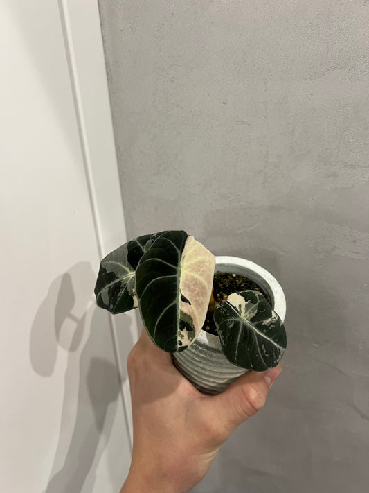 Alocasia black velvet pink variegated