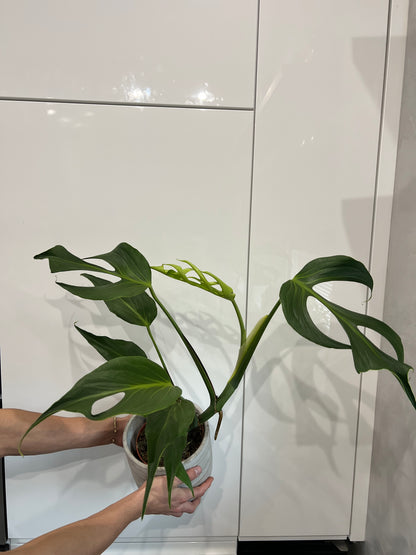 Monstera burle marx flame