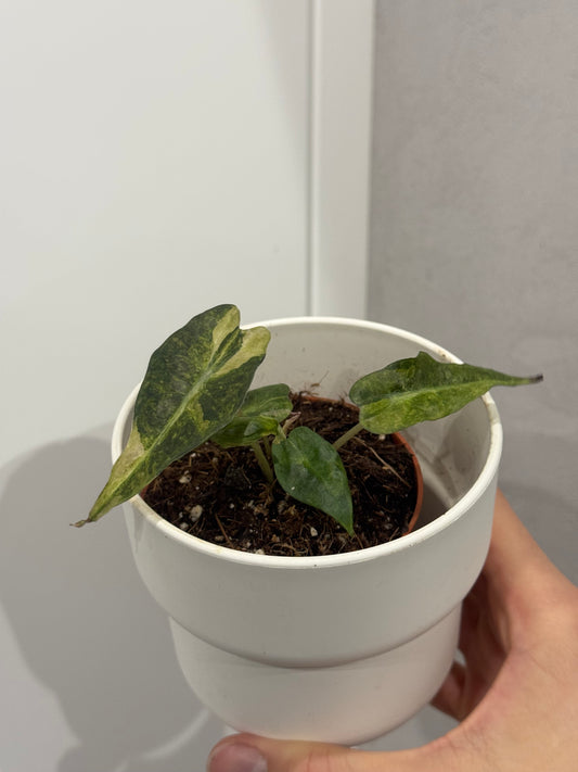 Alocasia Polly Yellow Variegata