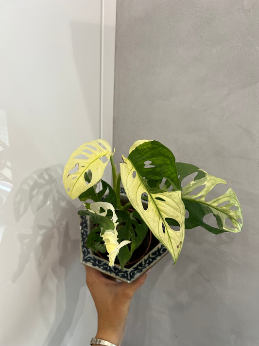 Monstera adansonii albo