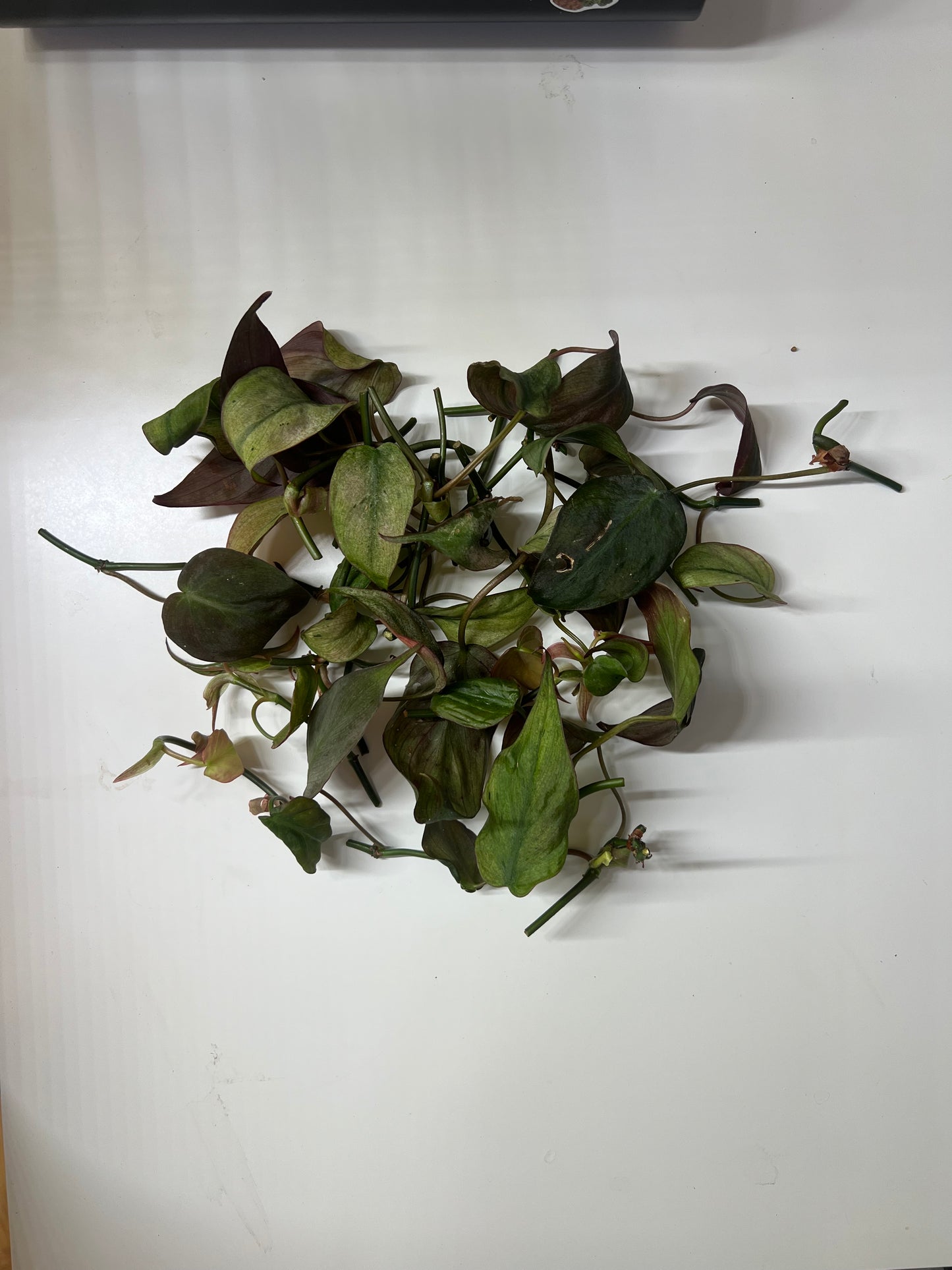 Philodendron micans mint variegated