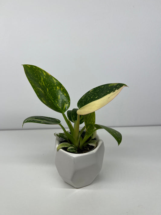Philodendron green congo variegata