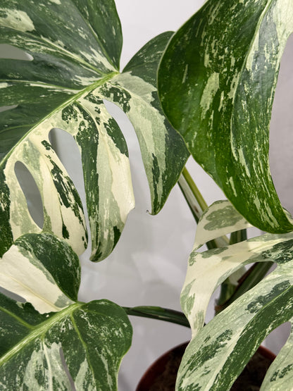 Monstera albo
