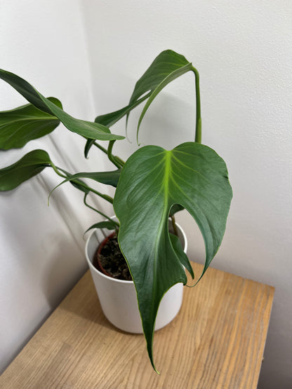 Monstera burle marx flame