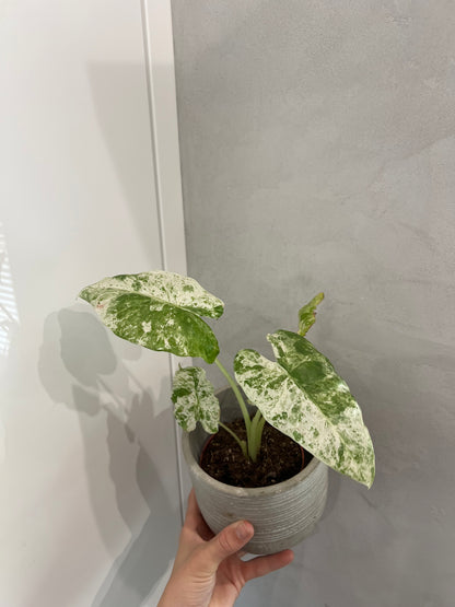 Alocasia Odora Variegata Batik