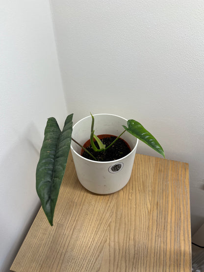 Philodendron Felix