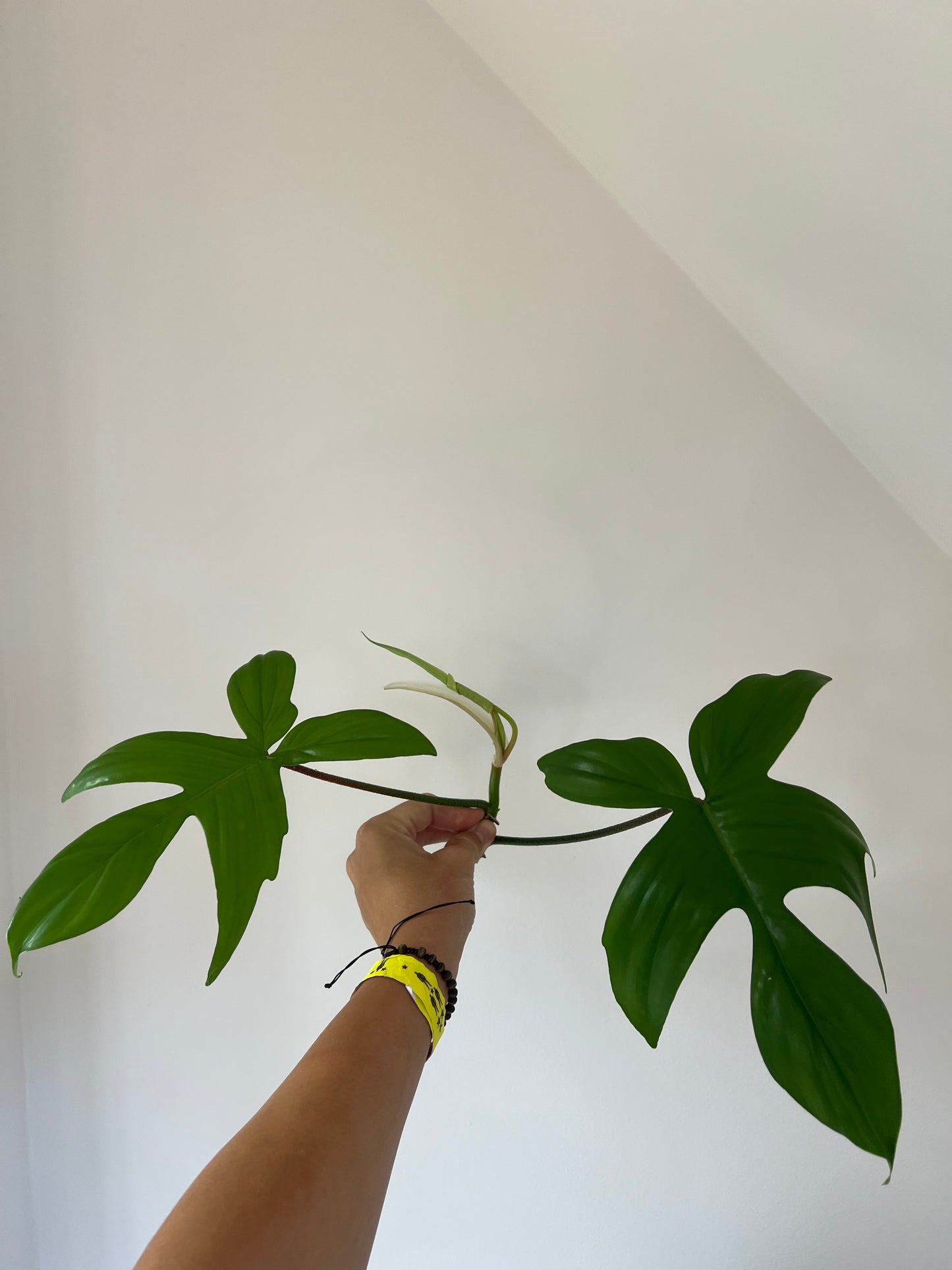 Philodendron florida ghost