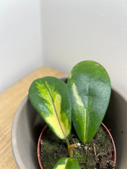 Hoya Diversifolia Maharani