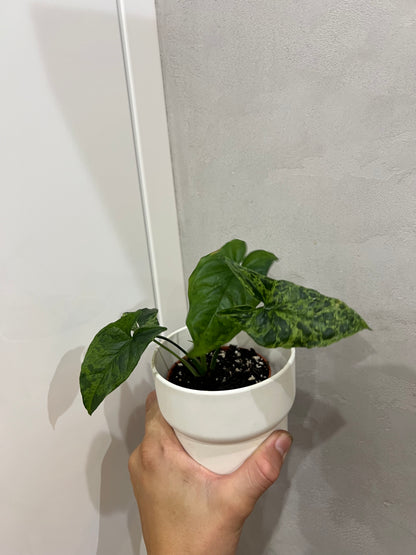 Syngonium mijito