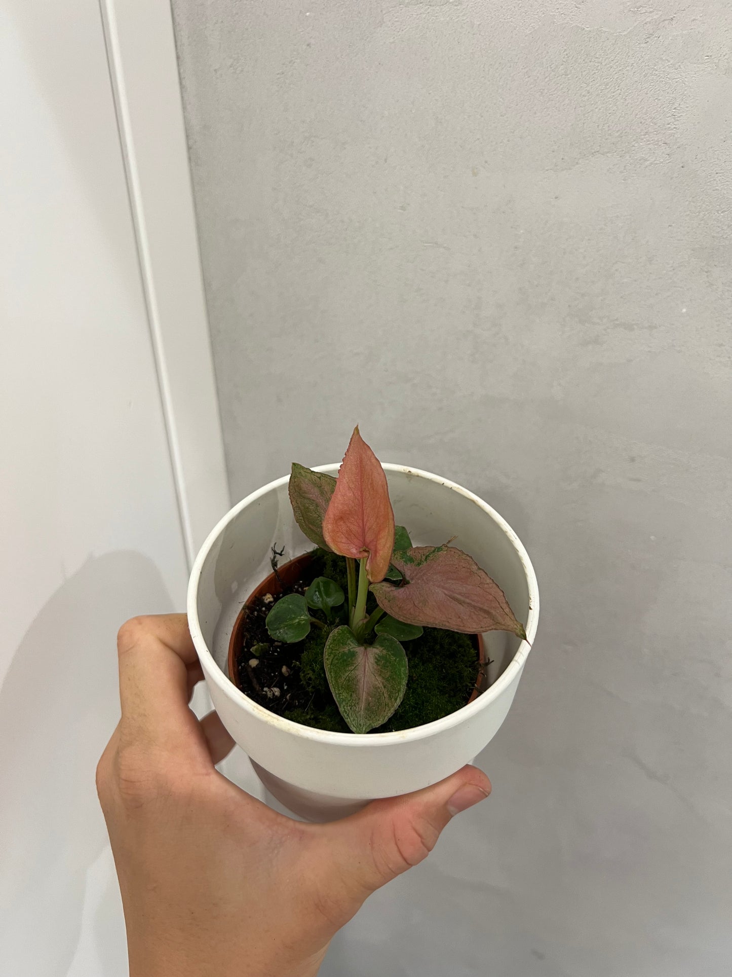 Syngonium Pink Perfection