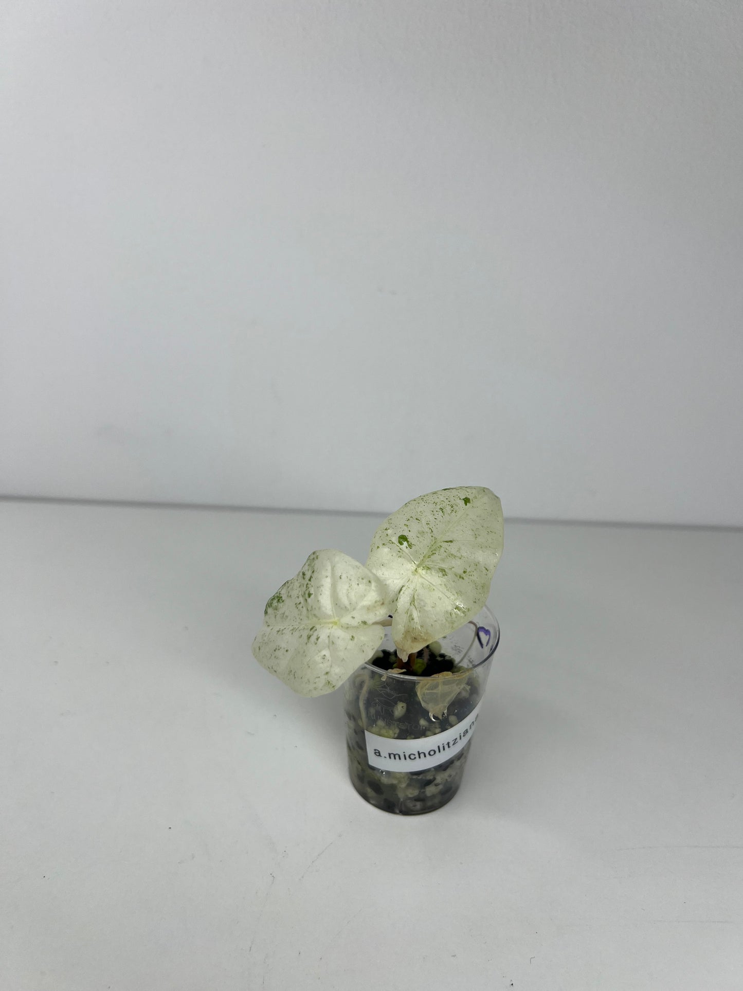 Alocasia micholitziana