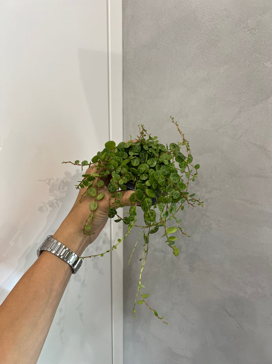 Peperomia prostrata