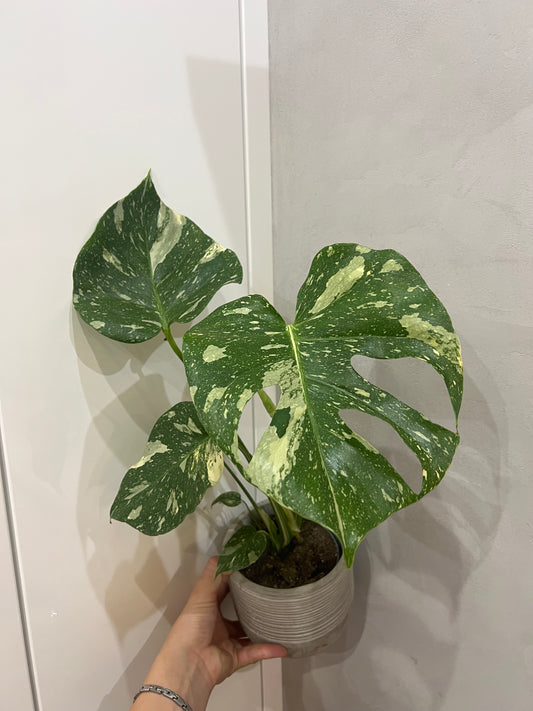 Monstera thai constellation
