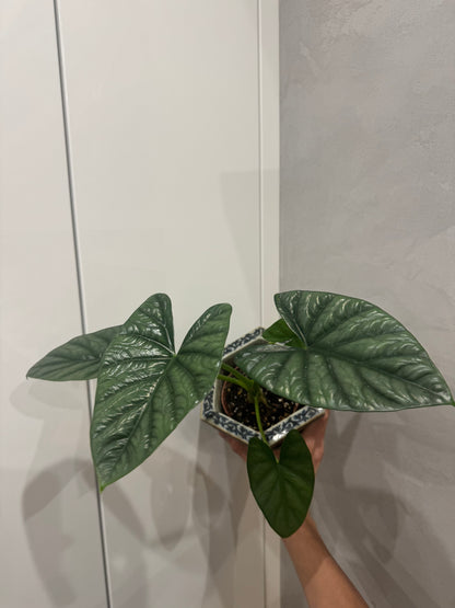 Alocasia lukiwan