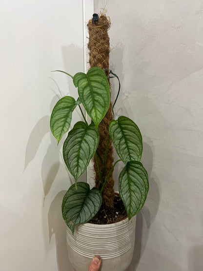 Monstera siltapecana el salvador