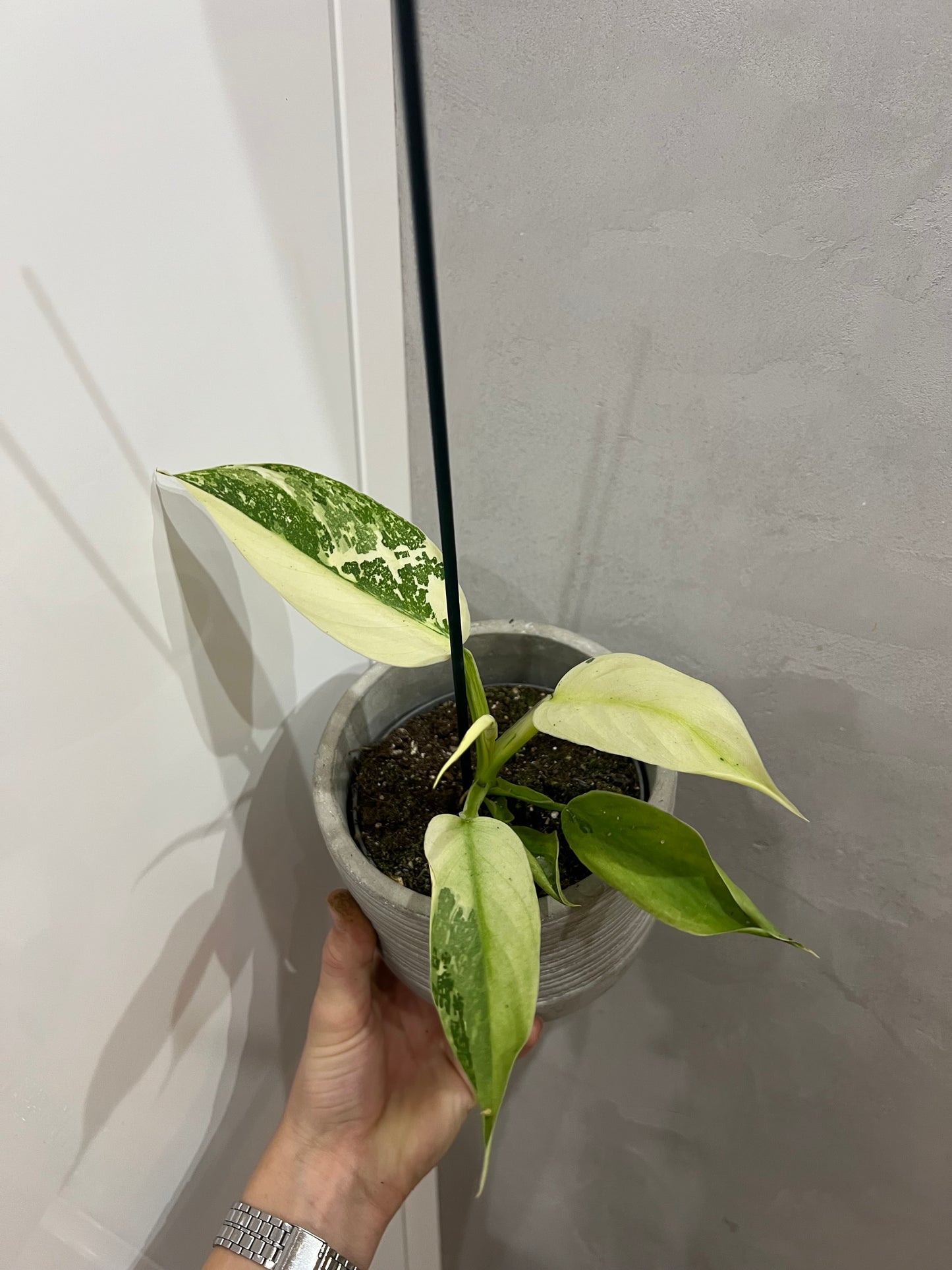 Philodendron jose bueno