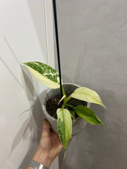 Philodendron jose bueno