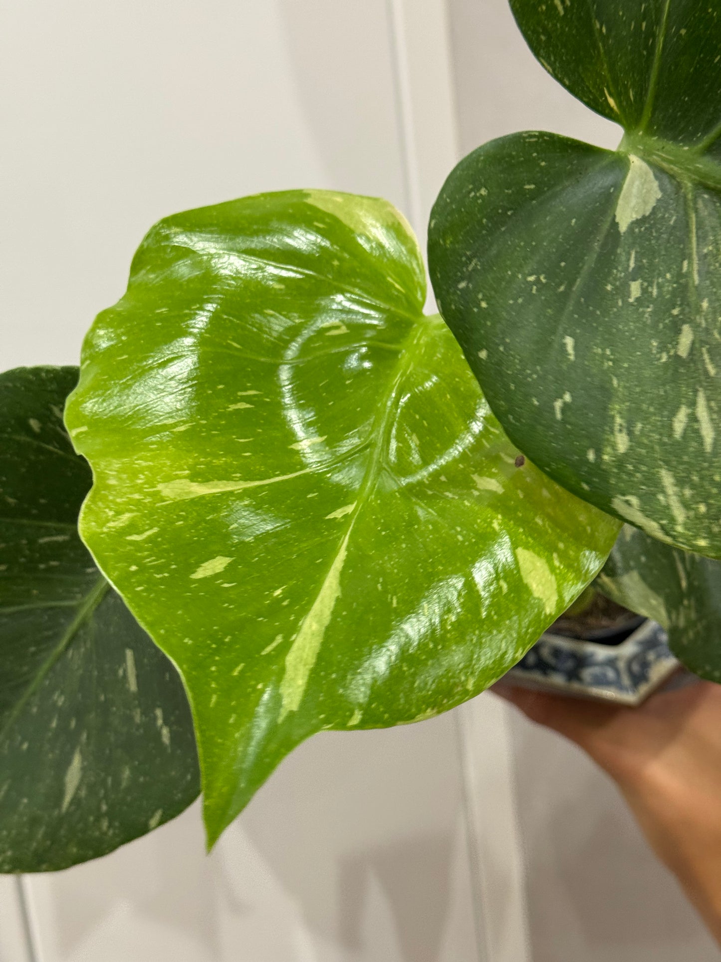 Monstera thai constellation 2