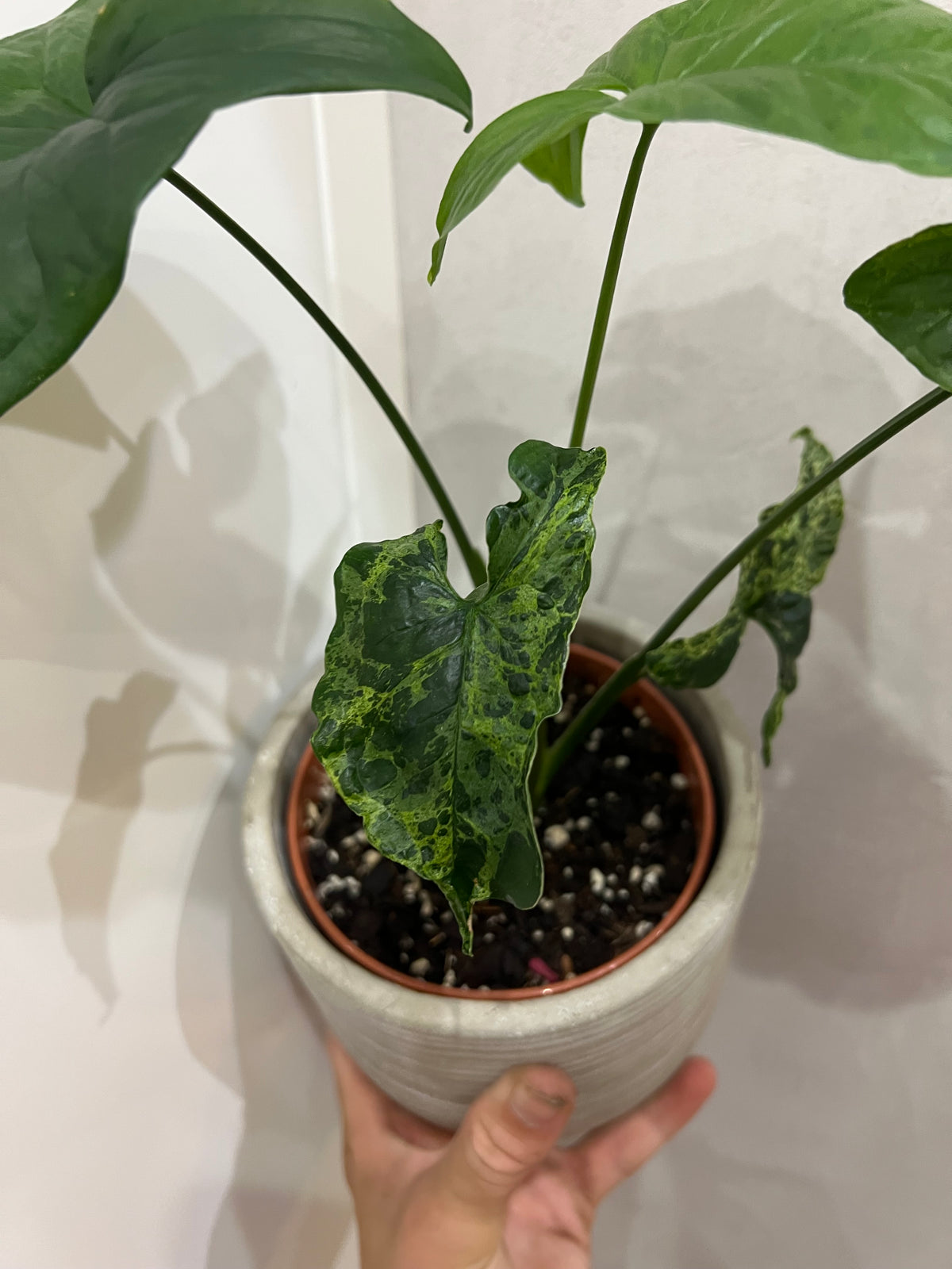 Syngonium mijito