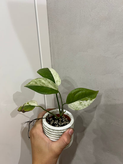 Epipremnum Pinnatum Marble
Variegated