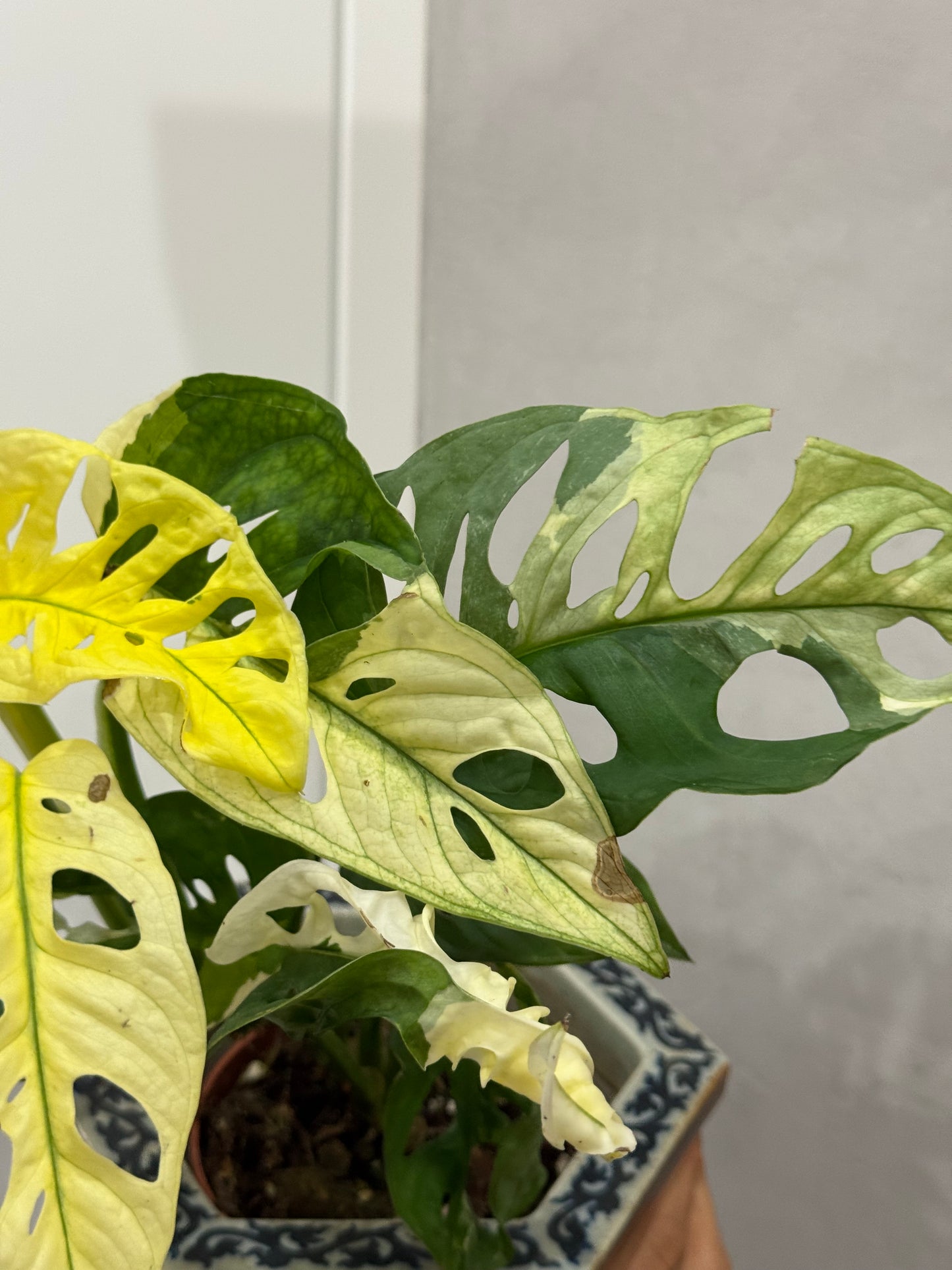 Monstera adansonii variegata