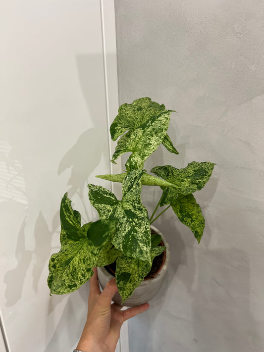 Syngonium podophyllum mottled Mojito