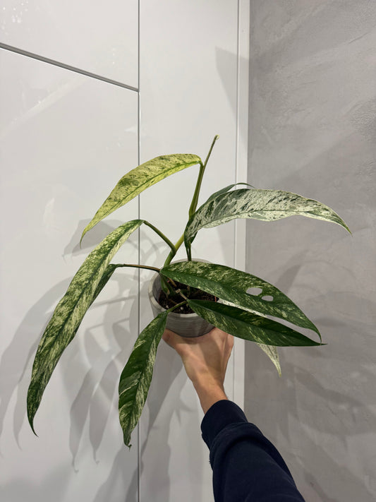 Rhaphidophora Foraminifera Marble