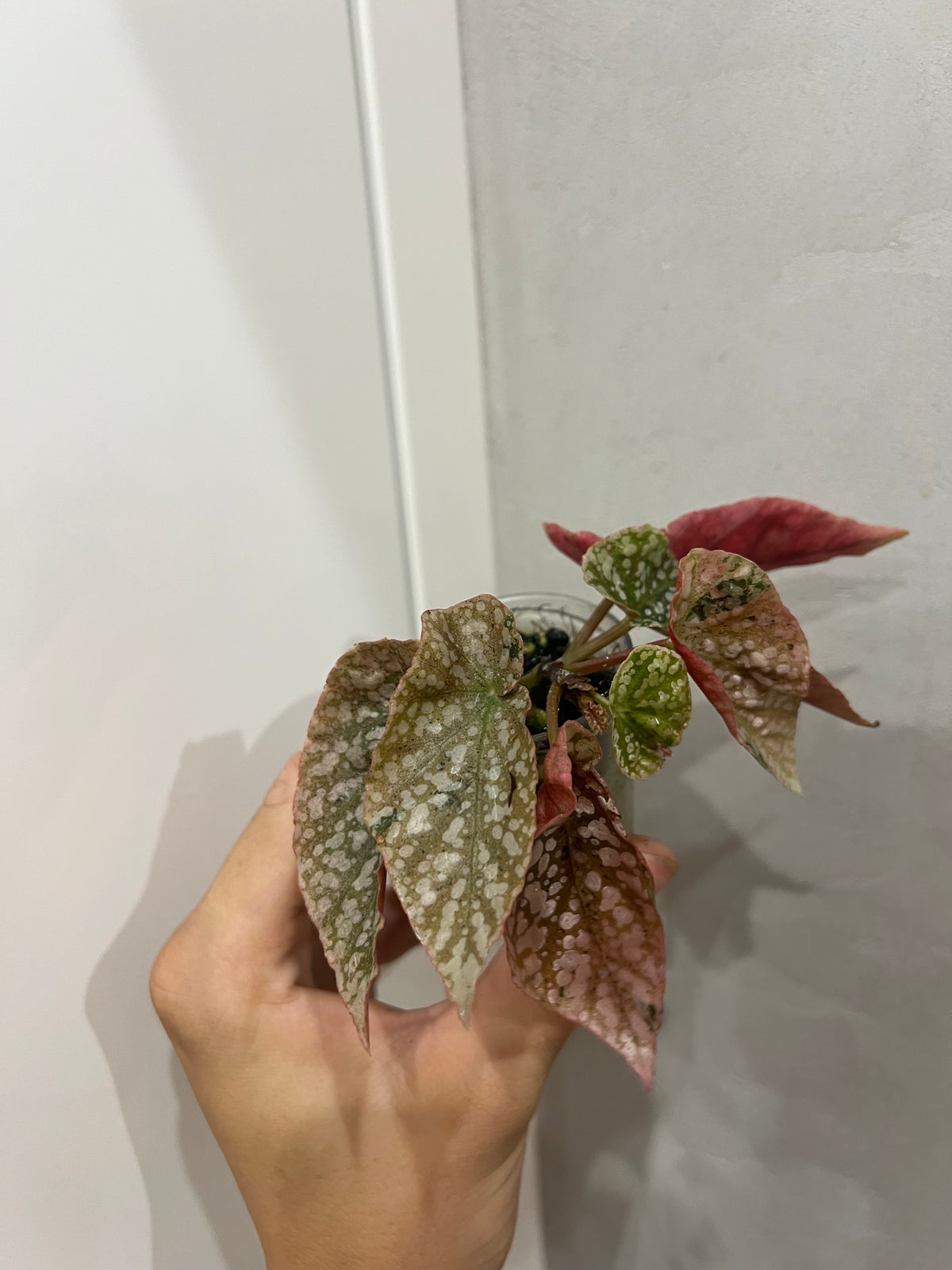 Begonia Snow Capped Pink Variegated