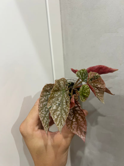 Begonia Snow Capped Pink Variegated