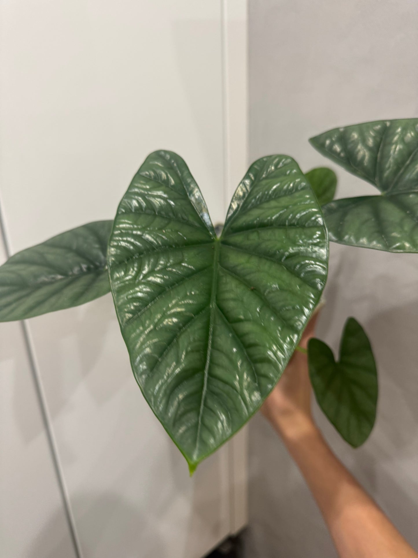 Alocasia lukiwan