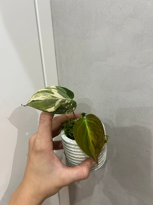 Philodendron micans aurea variegated