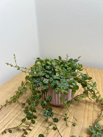 Peperomia prostrata