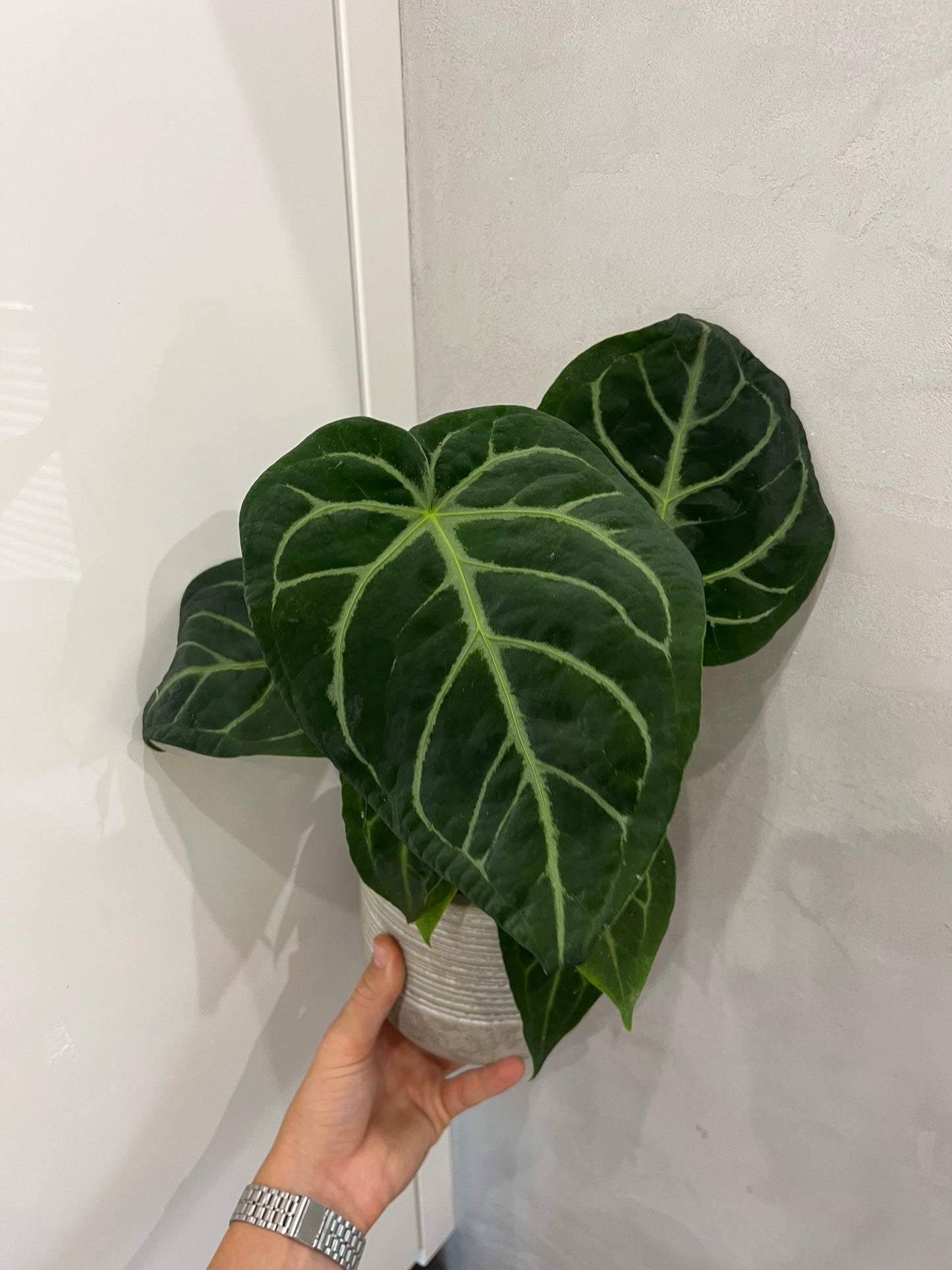 Anthurium magnificum