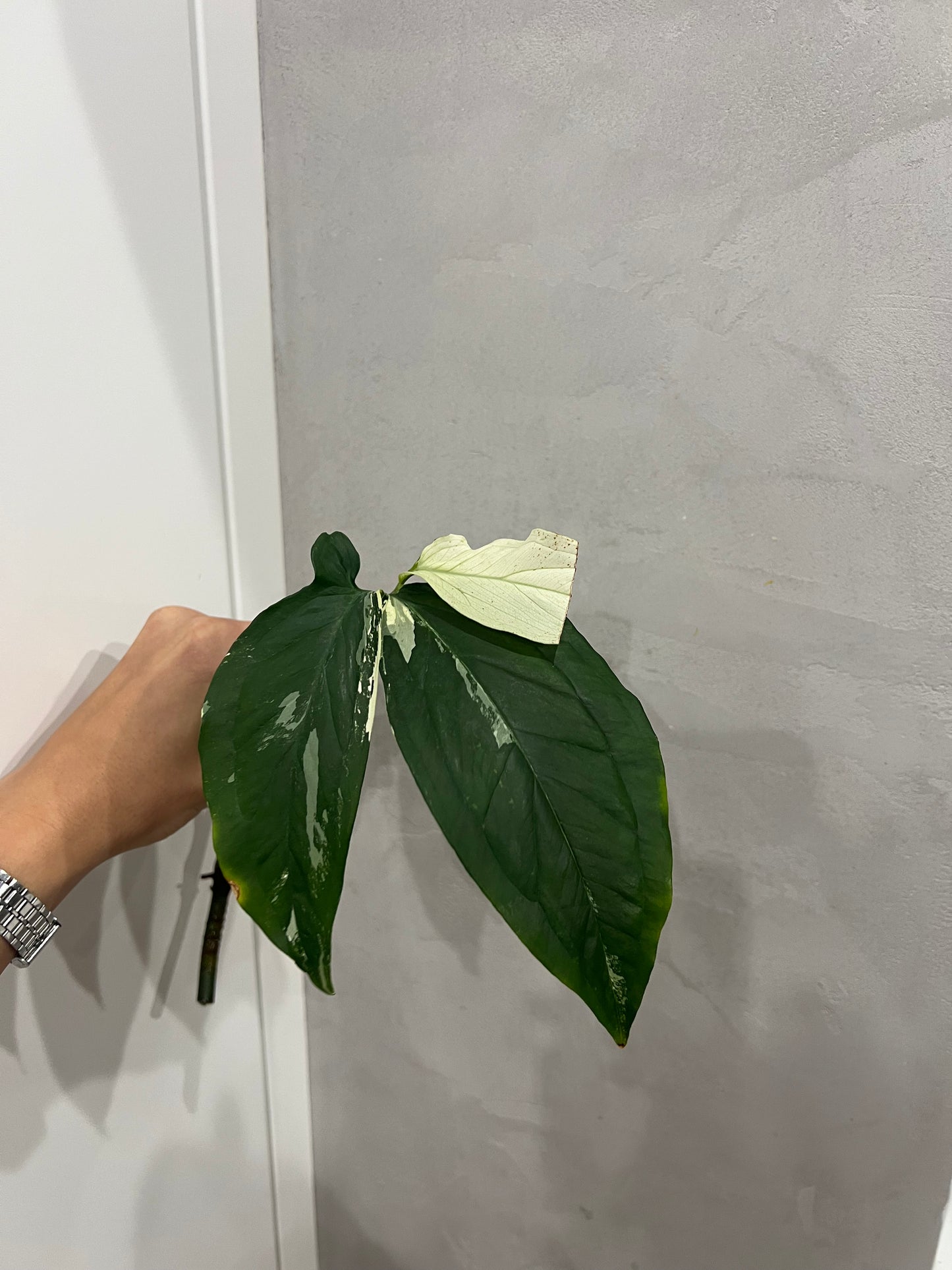 Syngonium albo