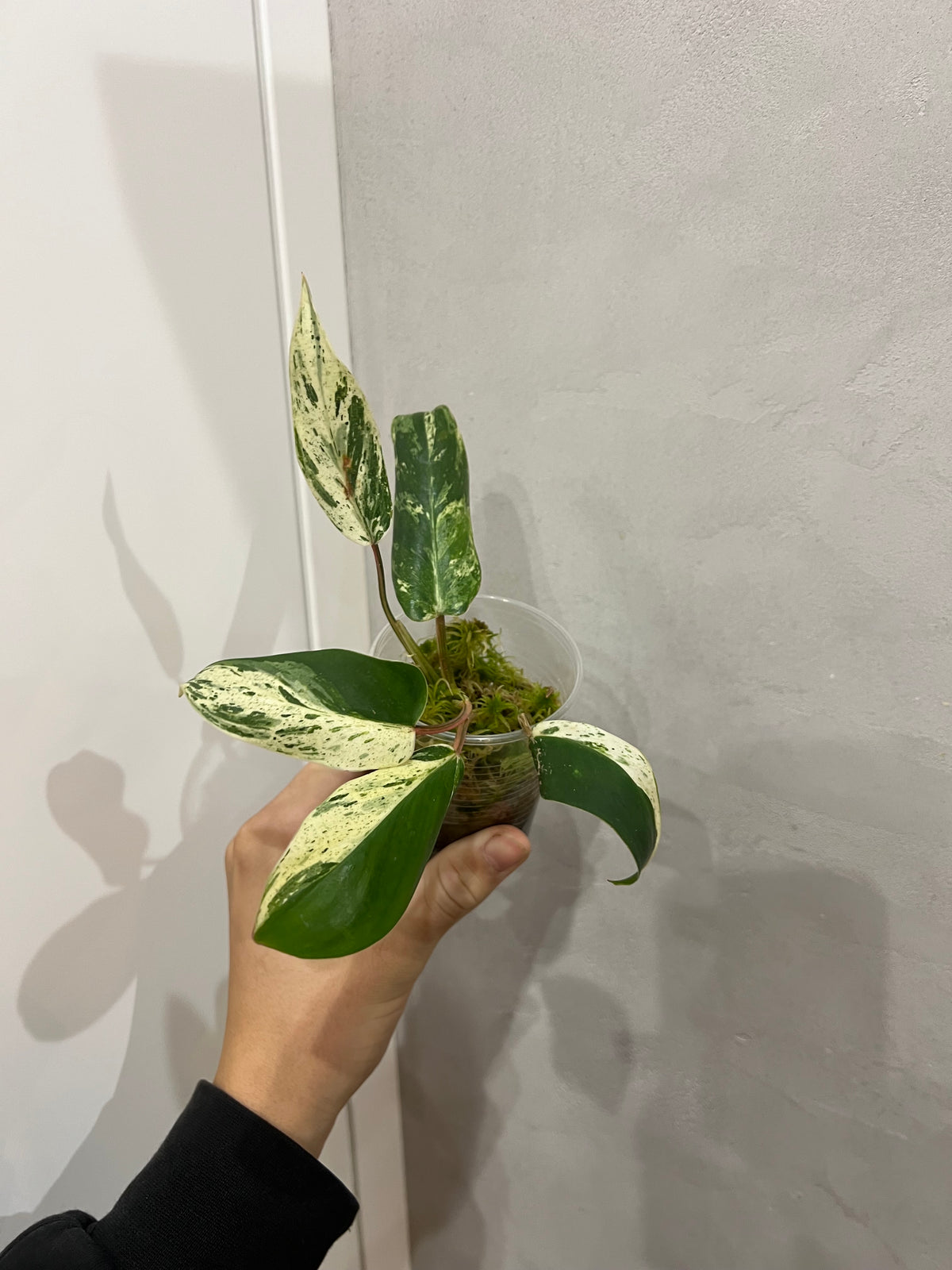 Philodendron Emerald Queen
