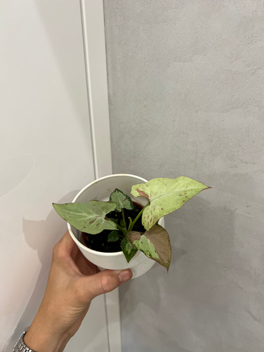 Syngonium Strawberry Milk