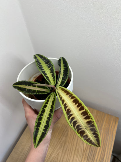 Labisia Jabi