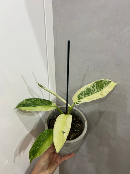 Philodendron jose bueno