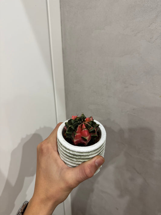 Kaktus Gymnocalycium mihanovichii variegata růžový