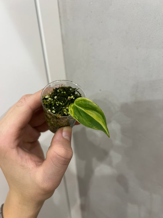 Philodendron micans aurea variegated