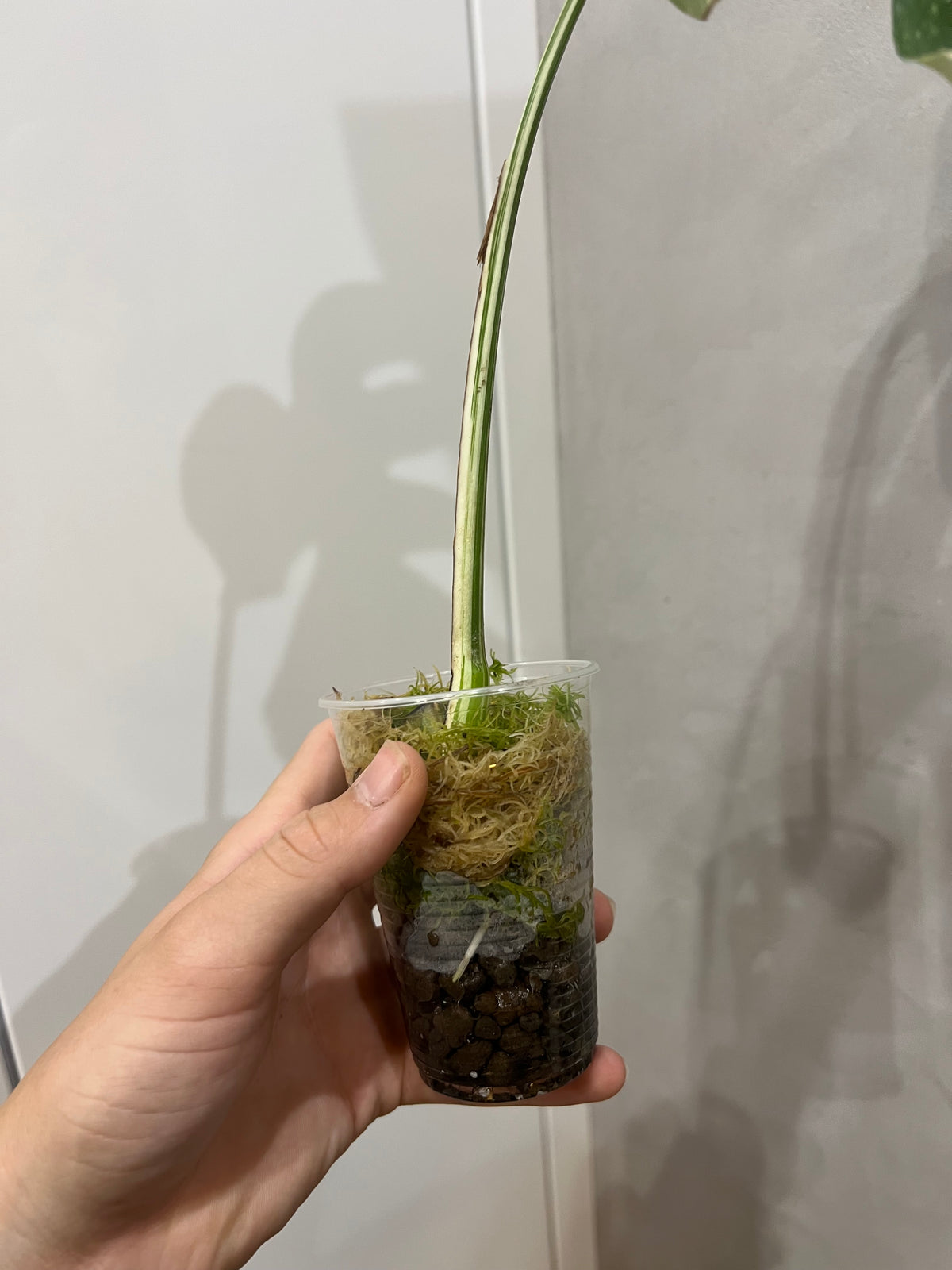 Monstera albo