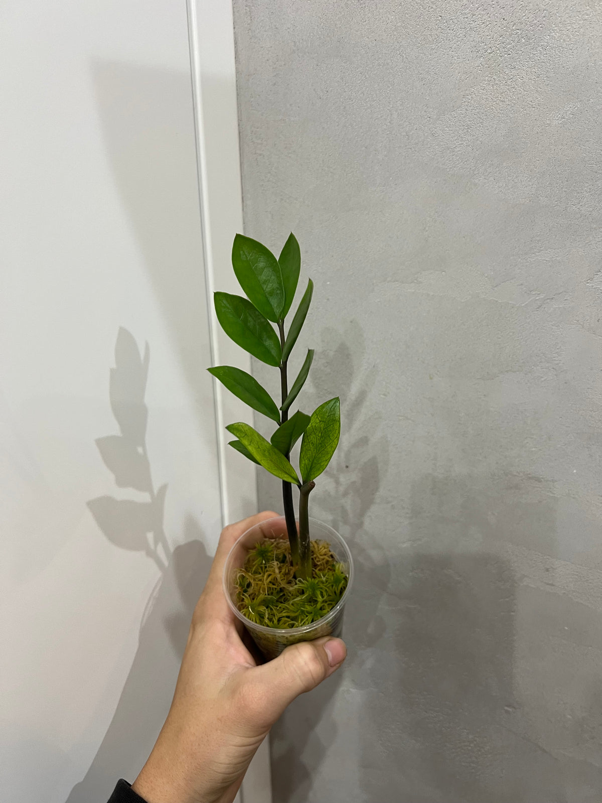 Zamioculcas chameleon