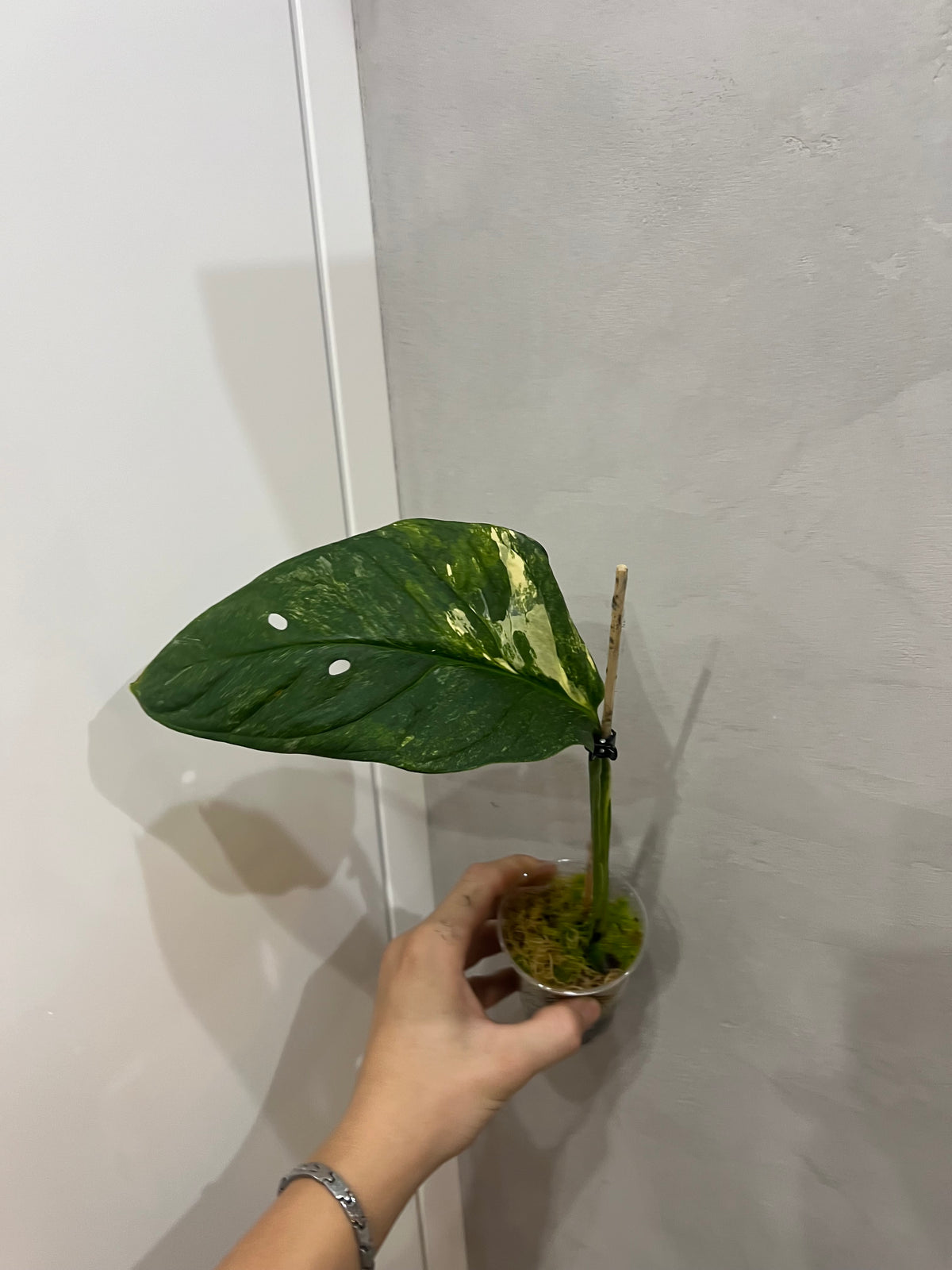 Monstera Obliqua Mayuna variegated