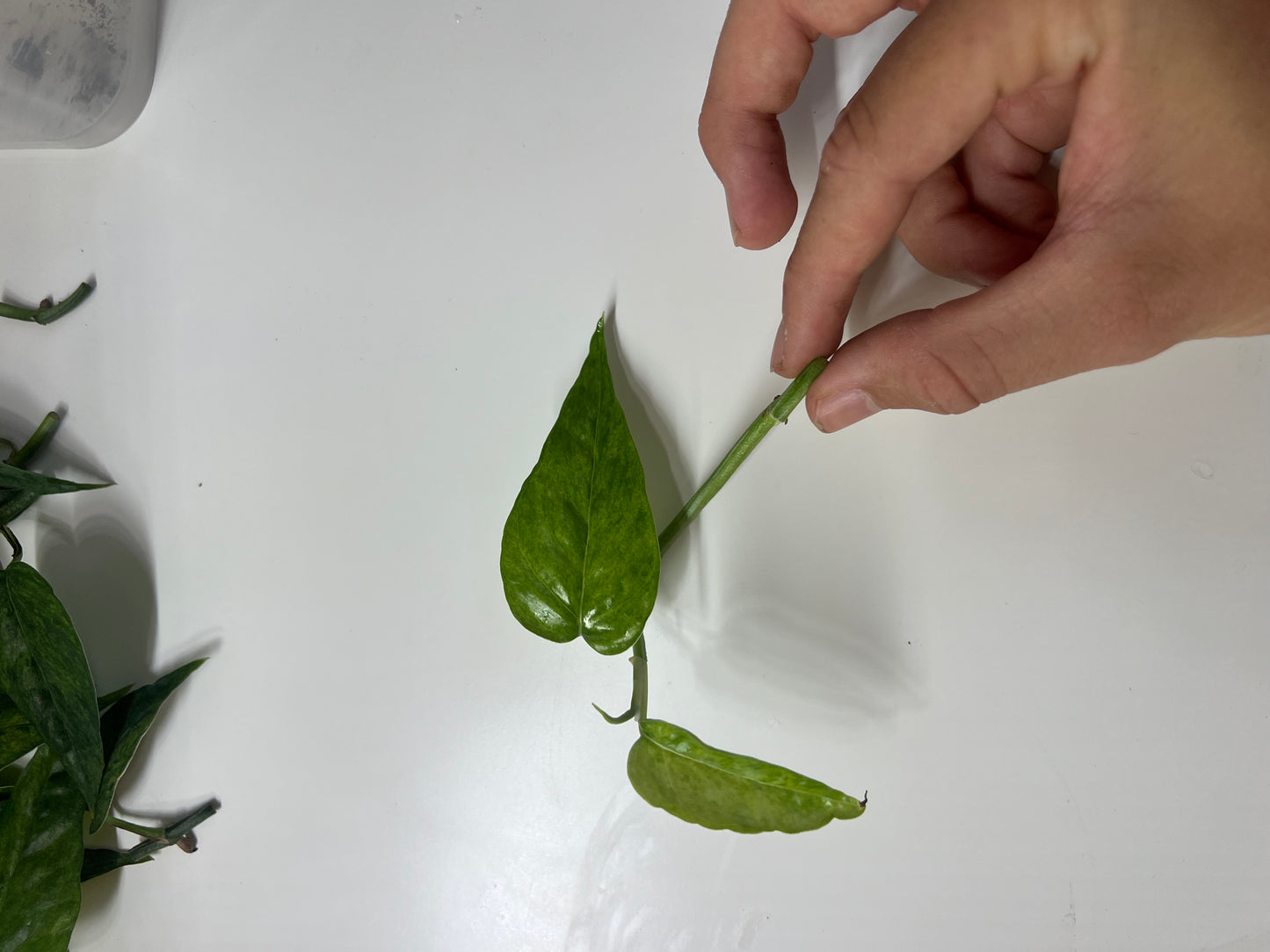Epipremnum pinnatum mint variegated
